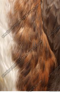 bird feathers 0011